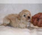 Small Photo #11 Poodle (Toy) Puppy For Sale in DYERSBURG, TN, USA