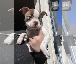 Boston Terrier Puppy for sale in BROOKVILLE HEIGHTS, IN, USA