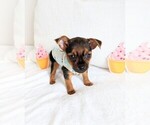Small Photo #2 Yorkshire Terrier Puppy For Sale in ESTERO, FL, USA