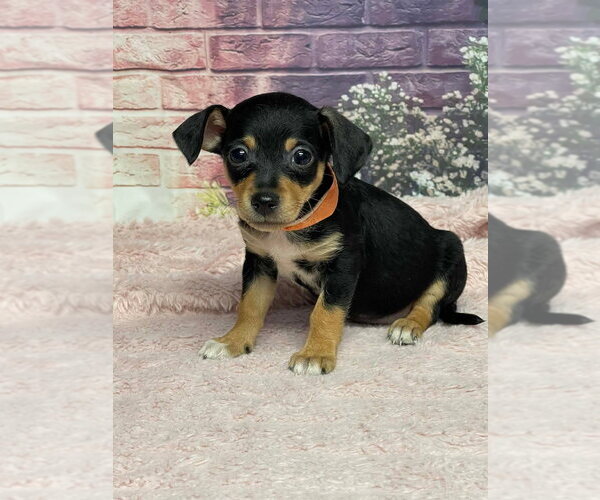 Medium Photo #1 Chihuahua-Unknown Mix Puppy For Sale in Lakewood, CO, USA