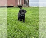 Small Photo #2 Labrador Retriever Puppy For Sale in WESTBY, WI, USA