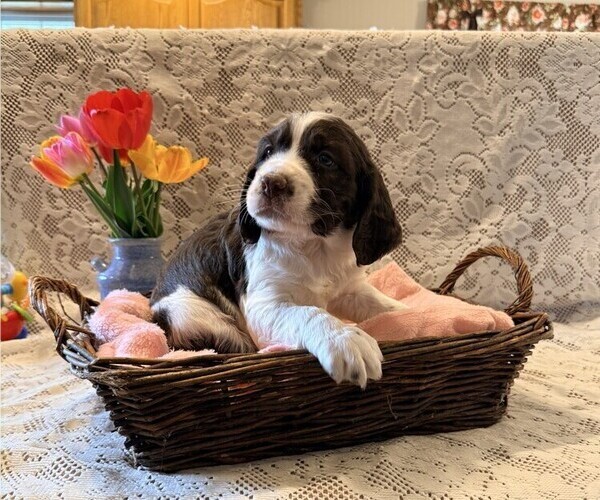 Medium Photo #3 English Springer Spaniel Puppy For Sale in OWEN, WI, USA