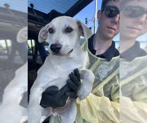 Labrador Retriever Dogs for adoption in Stockton, CA, USA