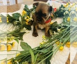 Puppy 4 Shorkie Tzu
