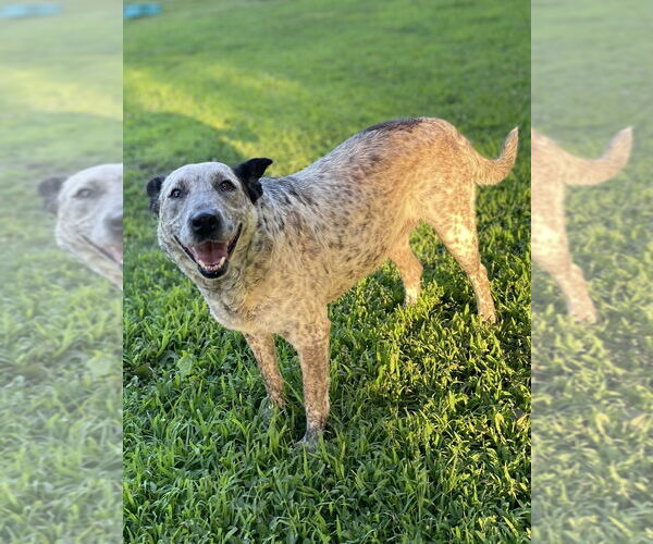 Medium Photo #1 Mutt Puppy For Sale in Conway, AR, USA