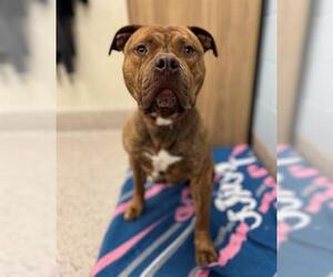 American Bulldog Dogs for adoption in Brighton, CO, USA