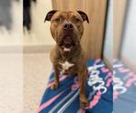 Small American Bulldog