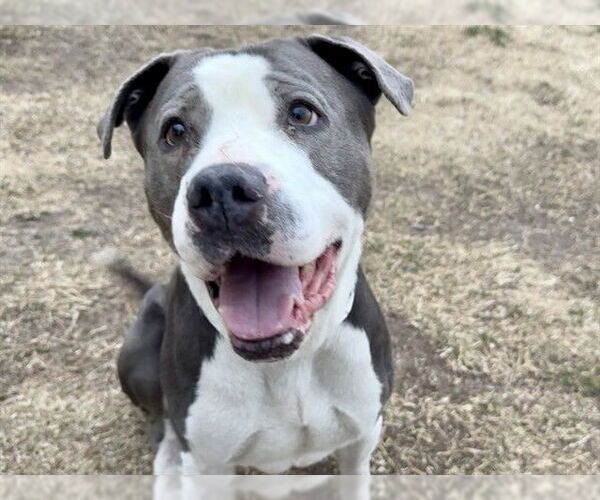 Medium Photo #1 Mutt Puppy For Sale in Pueblo, CO, USA