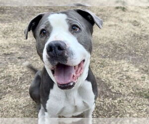 Mutt Dogs for adoption in Pueblo, CO, USA