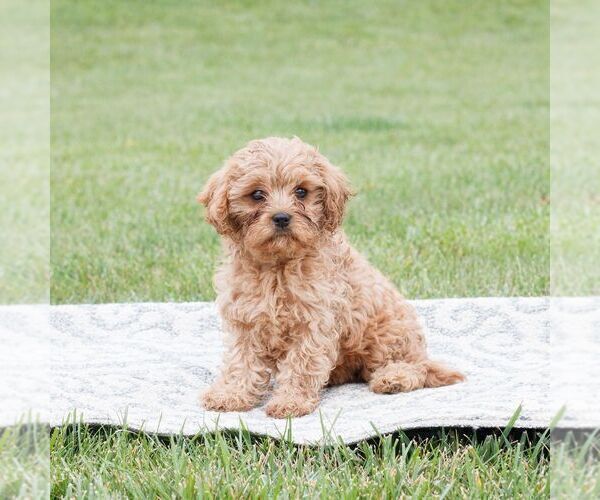 Medium Photo #1 Cavapoo Puppy For Sale in NARVON, PA, USA