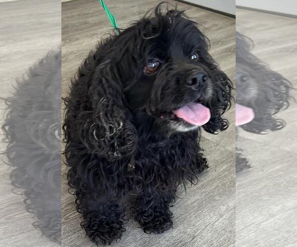 Medium Photo #2 Cocker Spaniel Puppy For Sale in Westminster, MD, USA