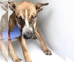 A661404 - Male Labsky Dog for Adoption - Photo #2