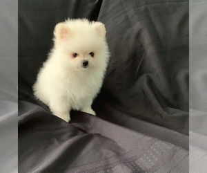 Pomeranian Puppy for sale in CASSELBERRY, FL, USA