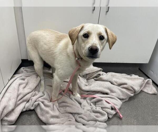 Medium Photo #1 Labrador Retriever-Unknown Mix Puppy For Sale in HESPERIA, CA, USA