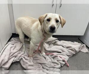 Labrador Retriever-Unknown Mix Dogs for adoption in HESPERIA, CA, USA