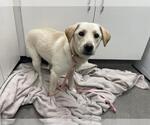 Small Labrador Retriever Mix