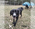 Small Photo #4 Mutt Puppy For Sale in Farmerville, LA, USA