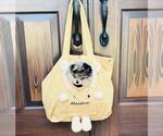 Small #8 Maltese