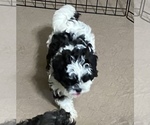 Small #2 Shih-Poo