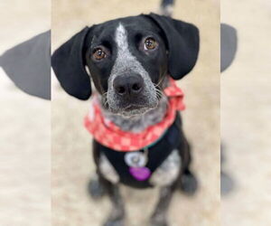 Mutt Dogs for adoption in Minneapolis, MN, USA