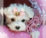 Small #16 Pomeranian