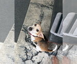 Small #10 Beagle