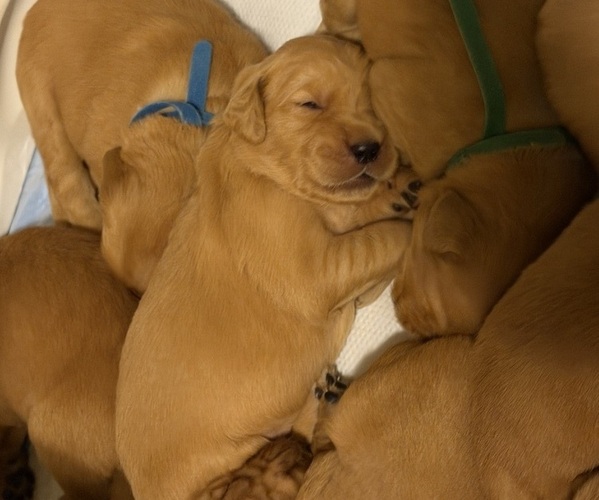 Medium Photo #2 Golden Retriever Puppy For Sale in SACRAMENTO, CA, USA