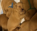 Small #1 Golden Retriever