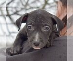 Small Photo #5 American Staffordshire Terrier-Labrador Retriever Mix Puppy For Sale in Huntley, IL, USA