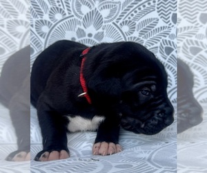 Great Dane Puppy for sale in MARSHVILLE, NC, USA