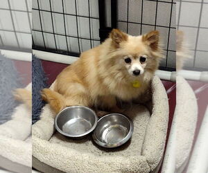 Medium Pomeranian
