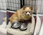 Small Pomeranian