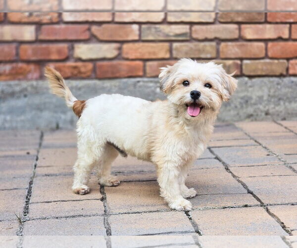 Medium Photo #1 Shih Tzu-Unknown Mix Puppy For Sale in Sandy, UT, USA