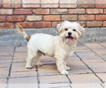 Small Shih Tzu Mix