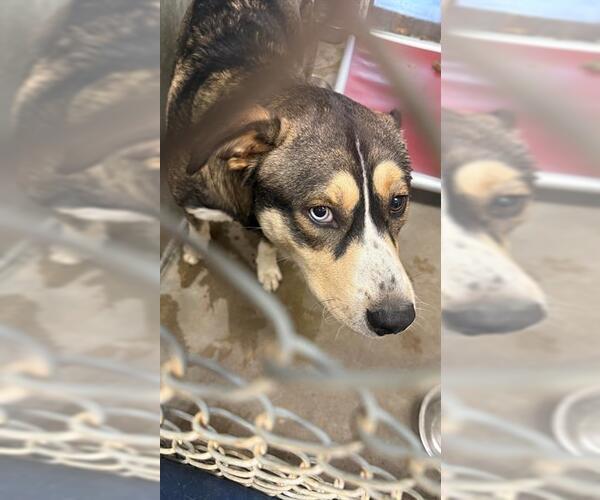 Medium Photo #1 Huskies -Unknown Mix Puppy For Sale in San Andreas, CA, USA