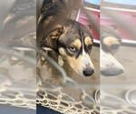 Small Huskies  Mix