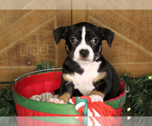 American Bully Puppy for sale in PUYALLUP, WA, USA