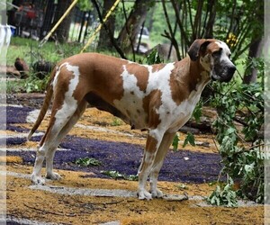 Mother of the Great Dane puppies born on 10/27/2025