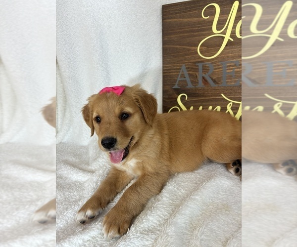 Medium Photo #4 Golden Retriever Puppy For Sale in GREENFIELD, IN, USA