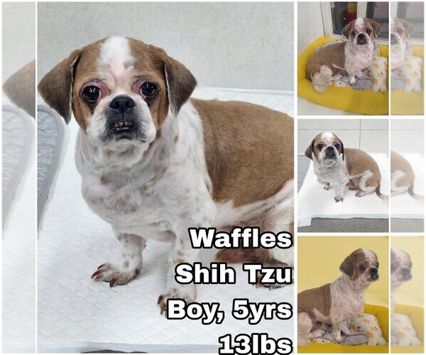 Medium Photo #1 Shih Tzu Puppy For Sale in Seattle, WA, USA