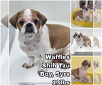 Small Shih Tzu