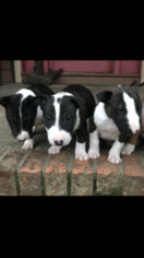 Bull Terrier Puppy for sale in CHATOM, AL, USA