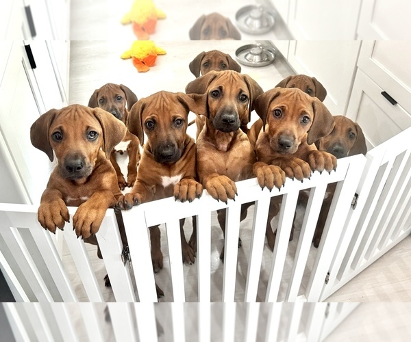Medium Photo #20 Rhodesian Ridgeback Puppy For Sale in MADISON, GA, USA