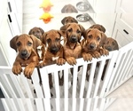 Small #19 Rhodesian Ridgeback