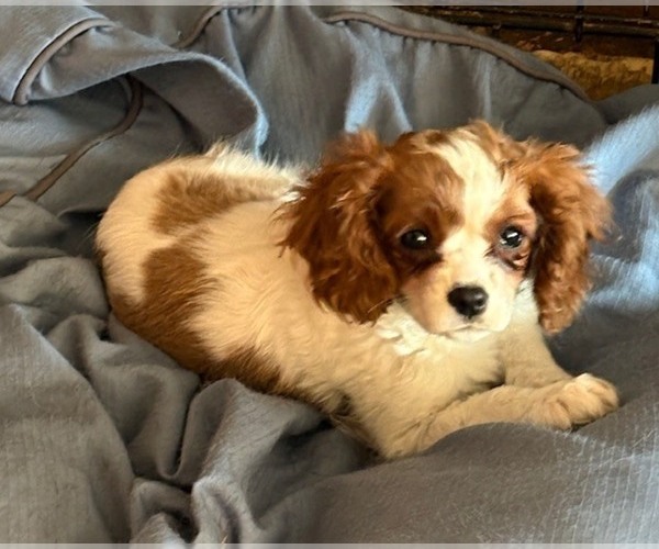 Medium Photo #1 Cavalier King Charles Spaniel Puppy For Sale in WATERTOWN, WI, USA