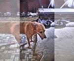 Small #8 German Pinscher-Thai Ridgeback Mix
