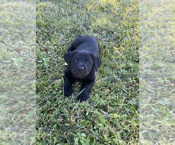 Medium Photo #5 Labrador Retriever Puppy For Sale in KISSIMMEE, FL, USA