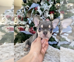 French Bulldog Puppy for sale in HEMET, CA, USA
