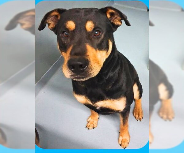 Medium Photo #2 Rottweiler-Unknown Mix Puppy For Sale in Sheboygan, WI, USA