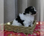 Small Photo #7 Havanese Puppy For Sale in THREE RIVERS, MI, USA